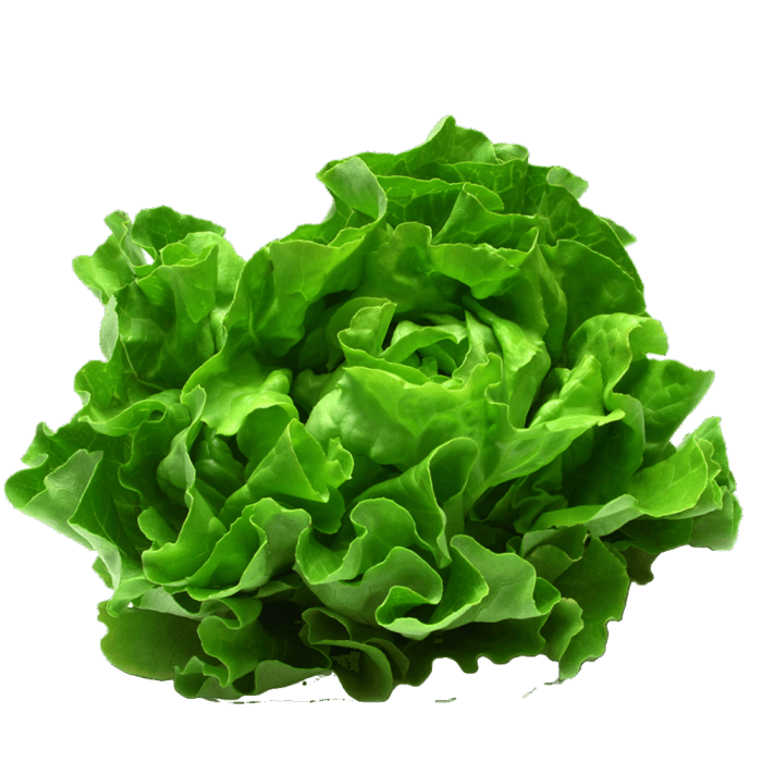 Lettuce