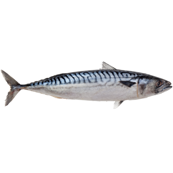 Mackerel