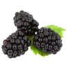 Blackberries