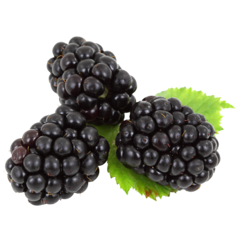 Blackberries