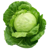 Cabbage