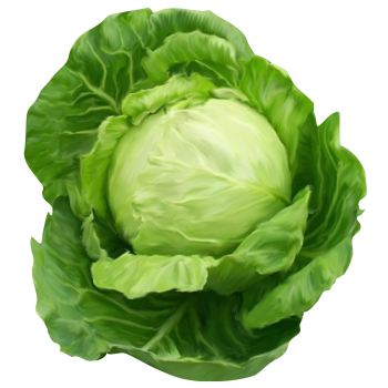 Cabbage