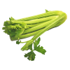 Celery