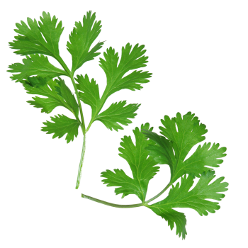 Cilantro