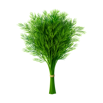Dried Dill