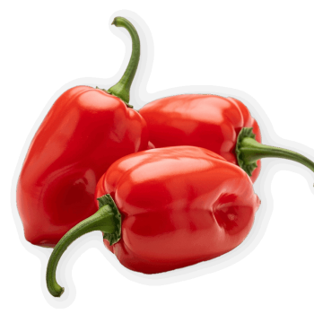 Habanero Pepper