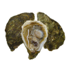 Oysters