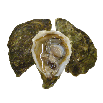 Oysters