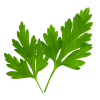 Parsley