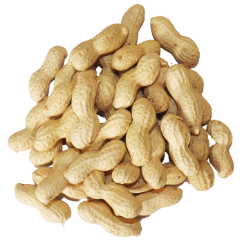 Peanuts