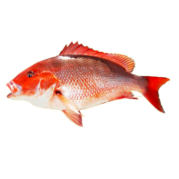 Red Snapper