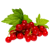 Redcurrants