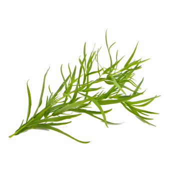 Tarragon Leaves