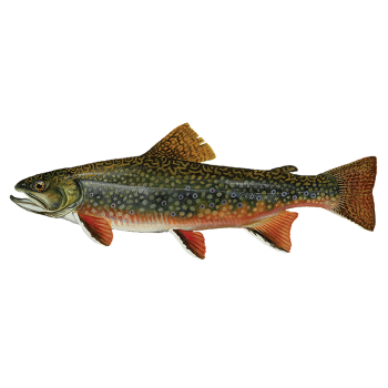 Trout
