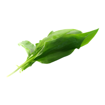 Wild Garlic Leaves