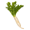 horseradish