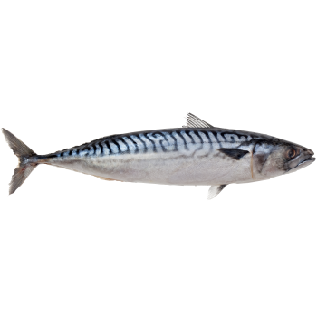 Mackerel medium picture