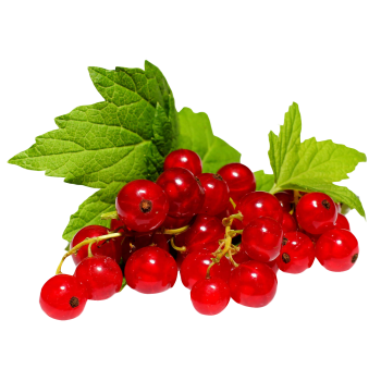 Redcurrants medium picture